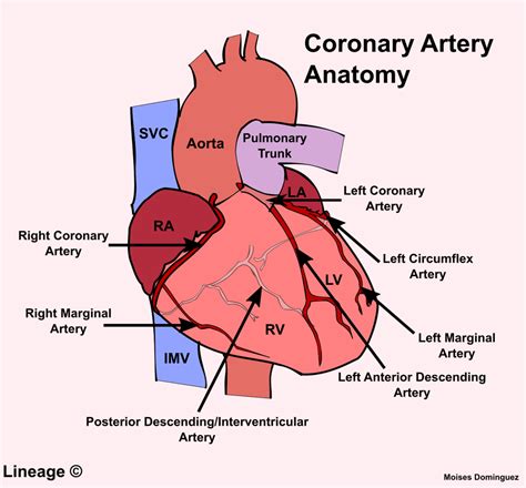 Coronary Artery Anatomy - Cardiovascular - Medbullets Step 1