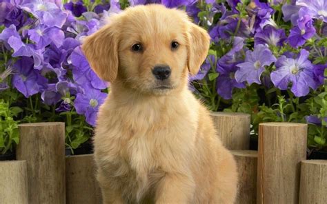 Wallpaper Cave Puppy Cute Dog Wallpaper - Pets Lovers