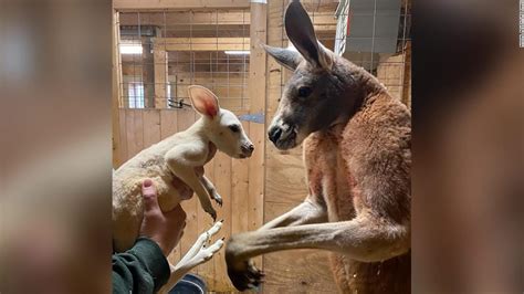 An extremely rare white kangaroo was born at a zoo in New York - CNN