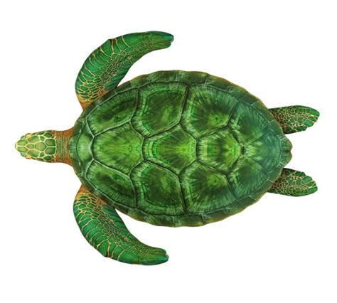 Green Sea Turtle Shell