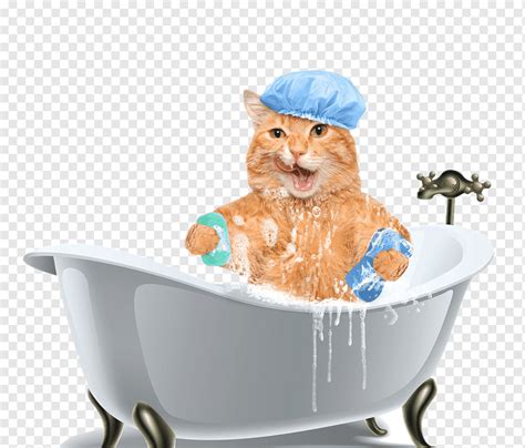 Bañera de gato, bañera, feliz, bote png | PNGWing