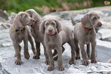 Weimaraner Dog Breed Information, Buying Advice, Photos and Facts ...