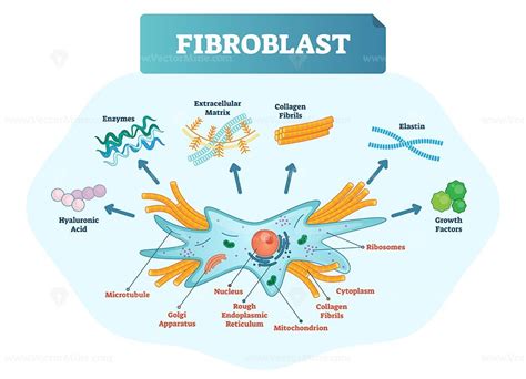 Fibroblast vector illustration - VectorMine