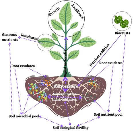 Sustainability | Free Full-Text | Soil–Plant–Microbe Interactions ...