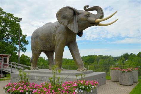 Jumbo The Elephant Free Stock Photo - Public Domain Pictures