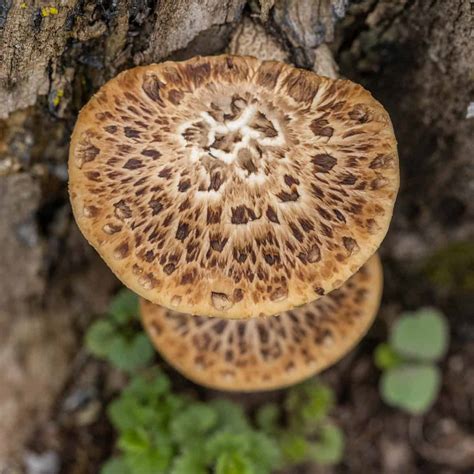 Dryad's Saddle or Pheasant Back Mushroom - FORAGER | CHEF