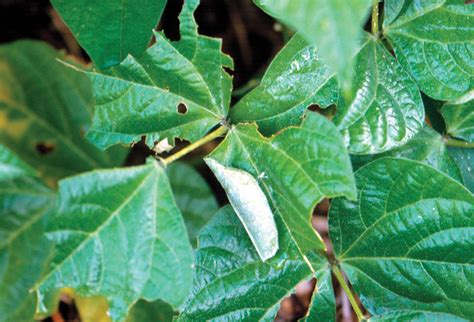 UF/IFAS Vegetable Arthropod Pest Photographs CD-ROM II