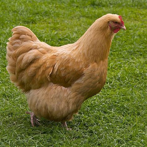 Here Are The Most Popular Breeds of Chickens | Chickens backyard, Buff ...