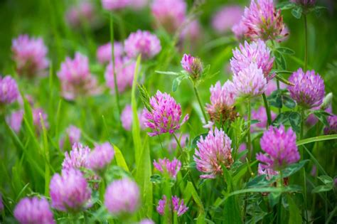 Ultimate Guide to Clover Flowers (Trifolium) - Petal Republic