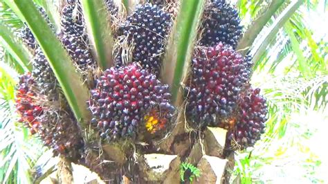 PANEN BUAH KELAPA SAWIT TERBAIK - YouTube