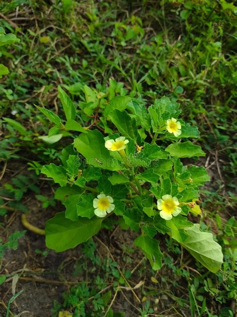 Gokhru plant stock photo. Image of plant, forest, wild - 136757932