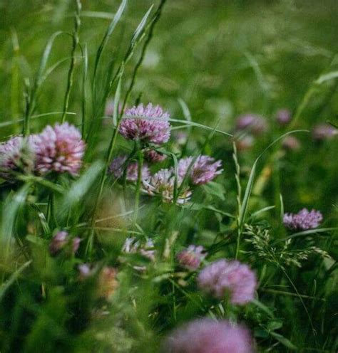 1kg Red Clover Seed Mix Grass for a Low Maintenance Lawn