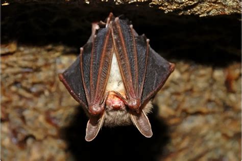 8 Strange Animals That Live In Caves - Cool Wood Wildlife Park