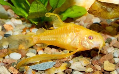 The Fascinating Albino Cory Catfish Behavior (Revealed!)