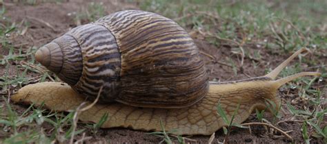 The Giant African Land Snail: What You Need To Know | ABC Blog