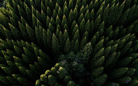 Aerial Forest Wallpapers - Top Free Aerial Forest Backgrounds ...