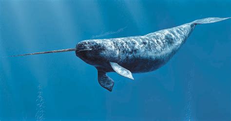 Studying narwhals is no easy tusk | UW Magazine — University of ...