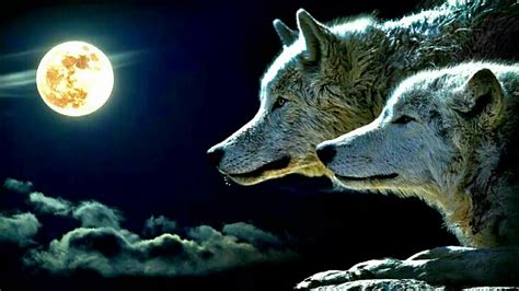 Wolf howling in the night - SOUND EFFECT - - YouTube