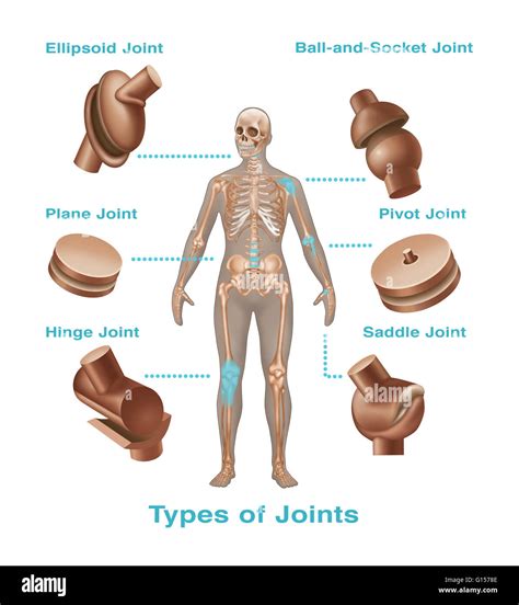 Pivot Joint Neck