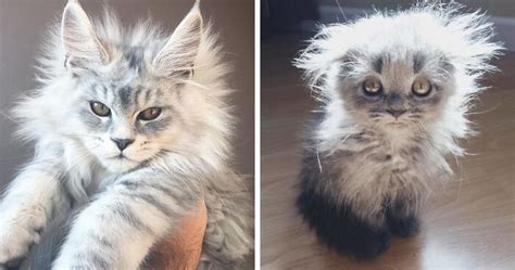 50 Cute Maine Coon Kittens That Are Actually Giants Waiting To Grow Up ...