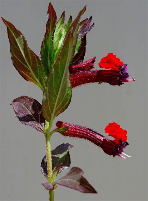 Cuphea Plant Info: Growing And Caring For Bat Faced Plants | Cuphea ...