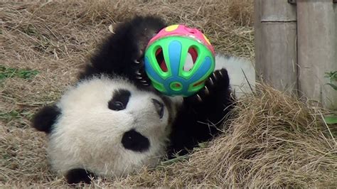 Panda baby playing ball February 2014 at Chengdu 大熊猫 パンダ 成都 - YouTube