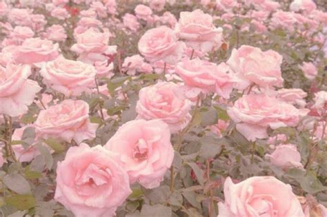 Pin by 赤ちゃんを泣き on αєѕтнєтι¢ѕ . • 綺麗な | Pastel pink aesthetic, Flower ...