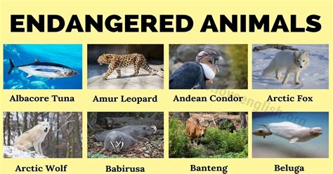 Endangered Animals: Top 90 Most Endangered Species in the World - Love ...