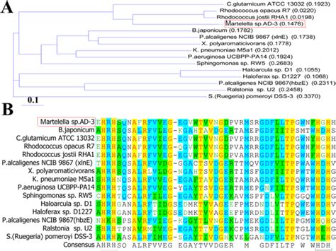 Amino acid sequence analysis results.: (A) Neighbor-joining tree of the ...