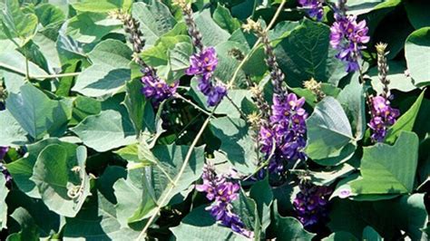 Fast-growing kudzu plant overwhelms native species