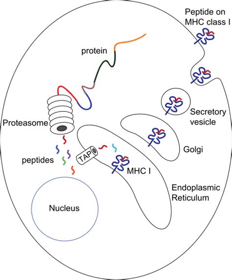 Antigen Processing and Presentation - TeachMePhysiology