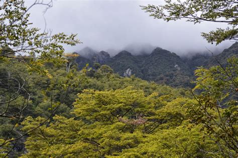 The Chilean Forest: Vicente Pérez Rosales National Park and the ...