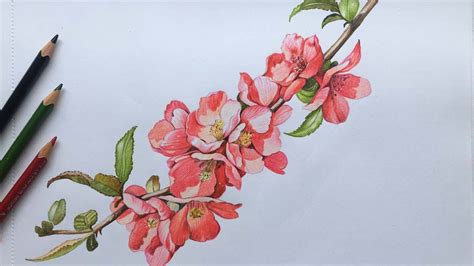 Drawing Flowers With Coloured Pencils - Home Alqu