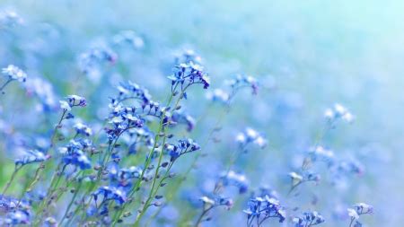 Blue meadow - Flowers & Nature Background Wallpapers on Desktop Nexus ...