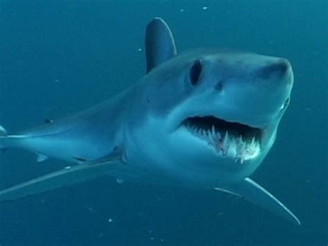 Longfin Mako Shark Information and Picture | Sea Animals