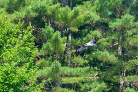 Kayak Fishing - Androscoggin Riverlands • Wanderings