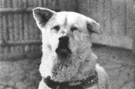 The True Story Of Hachiko, History's Most Devoted Dog