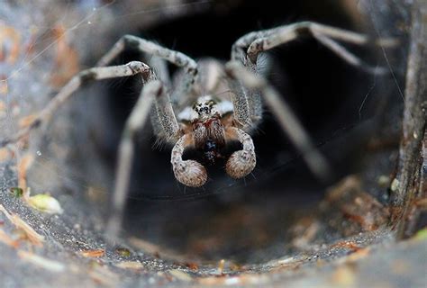 Toxic and Feared: 7 Facts About the Sydney Funnel-Web Spider