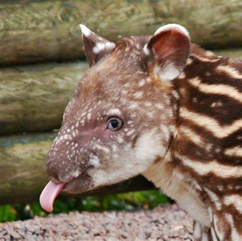 Cute!: Baby Tapir Sunday!