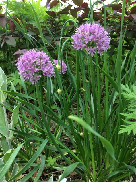 Greater Mountain Garlic (Allium Senescens) - Heritage Flower Farm