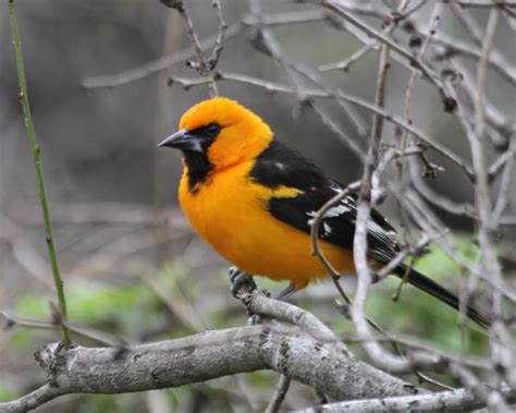 Altamira Oriole | Birdspix