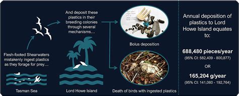 Agreement on the Conservation of Albatrosses and Petrels - Flesh-footed ...