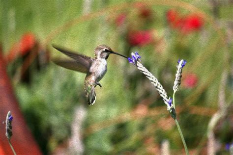 Baby Hummingbird Feeding Photograph by Veronica Vandenburg - Pixels