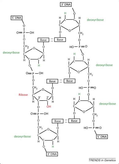 Causes and consequences of ribonucleotide incorporation into nuclear ...