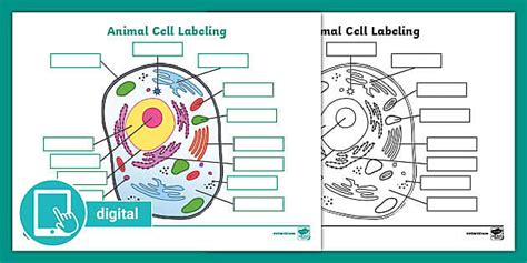 Picture of Animal Cell Labeling Activity | Digital Resources