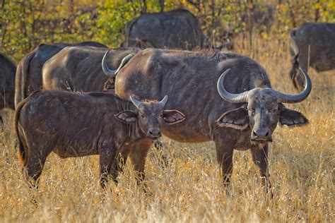 Herd of Black Water Buffalo · Free Stock Photo