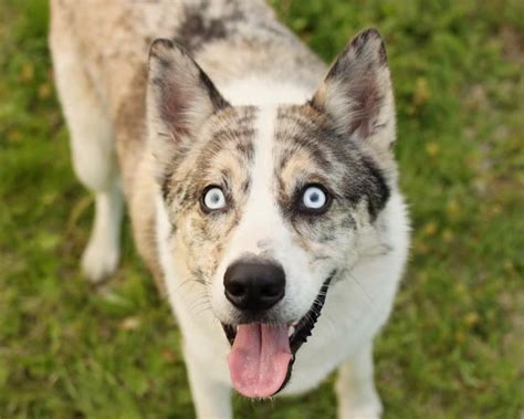 Haiku - Siberian Husky x Australian Shepherd | Golden retriever husky ...