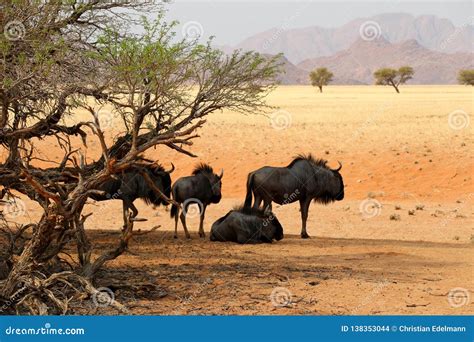 Gnus Under the Camel Thorn Tree in Sossusvlei - Namibia Africa Stock ...