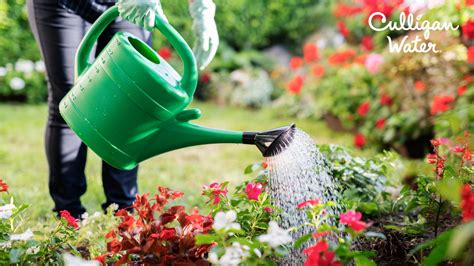 Gardening With Soft Water, Hard Water and RO Water