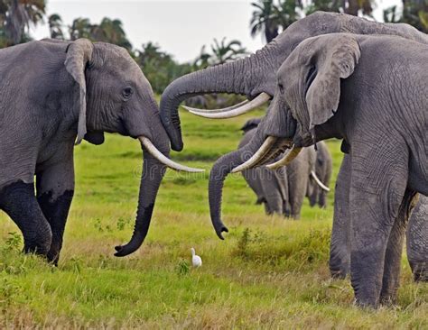 Kilimanjaro Elephants stock photo. Image of herd, country - 6839990